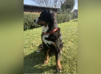 Wunderschöne Swissydog-Welpen mit Papieren