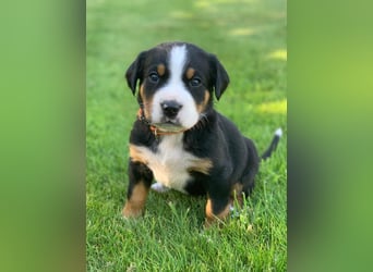 Wunderschöne Swissydog-Welpen mit Papieren