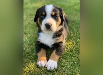 Wunderschöne Swissydog-Welpen mit Papieren