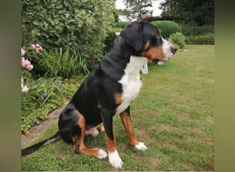 Wunderschöne Swissydog-Welpen mit Papieren