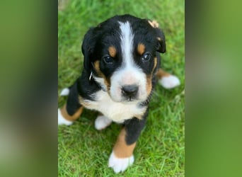 Wunderschöne Swissydog-Welpen mit Papieren