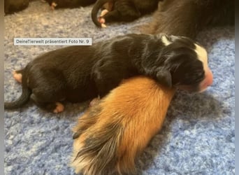 Wunderschöne Swissydog-Welpen mit Papieren