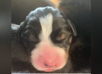 Wunderschöne Swissydog-Welpen mit Papieren