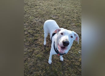 Herdenschutzhund-Dalmatiner-Mix Aphrodita (1,5 J.) für hundeerfahrenes, liebevolles Zuhause & Garten