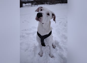 Herdenschutzhund-Dalmatiner-Mix Aphrodita (1,5 J.) für hundeerfahrenes, liebevolles Zuhause & Garten