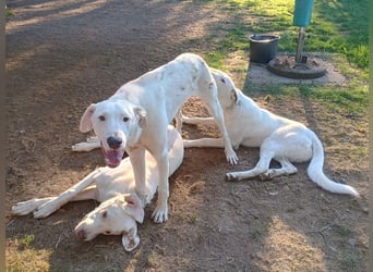 Herdenschutzhund-Dalmatiner-Mix Aphrodita (1,5 J.) für hundeerfahrenes, liebevolles Zuhause & Garten
