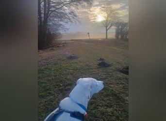 Herdenschutzhund-Dalmatiner-Mix Aphrodita (1,5 J.) für hundeerfahrenes, liebevolles Zuhause & Garten