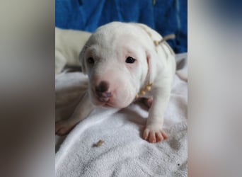 Herdenschutzhund-Dalmatiner-Mix Aphrodita (1,5 J.) für hundeerfahrenes, liebevolles Zuhause & Garten