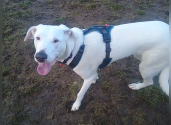 Herdenschutzhund-Dalmatiner-Mix Aphrodita (1,5 J.) für hundeerfahrenes, liebevolles Zuhause & Garten