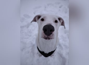 Herdenschutzhund-Dalmatiner-Mix Aphrodita (1,5 J.) für hundeerfahrenes, liebevolles Zuhause & Garten