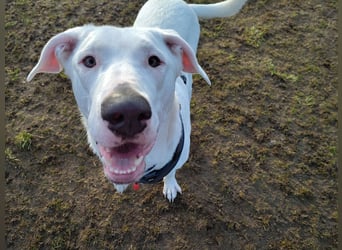 Herdenschutzhund-Dalmatiner-Mix Aphrodita (1,5 J.) für hundeerfahrenes, liebevolles Zuhause & Garten