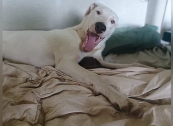 Herdenschutzhund-Dalmatiner-Mix Aphrodita (1,5 J.) für hundeerfahrenes, liebevolles Zuhause & Garten