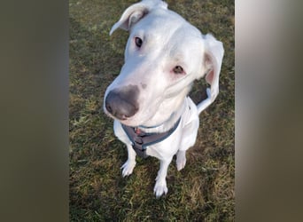 Herdenschutzhund-Dalmatiner-Mix Aphrodita (1,5 J.) für hundeerfahrenes, liebevolles Zuhause & Garten