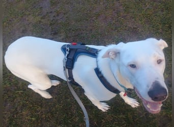 Herdenschutzhund-Dalmatiner-Mix Aphrodita (1,5 J.) für hundeerfahrenes, liebevolles Zuhause & Garten