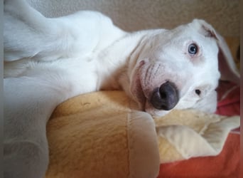 Herdenschutzhund-Dalmatiner-Mix Aphrodita (1,5 J.) für hundeerfahrenes, liebevolles Zuhause & Garten