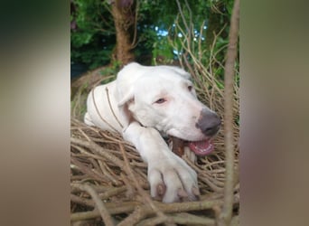 Herdenschutzhund-Dalmatiner-Mix Aphrodita (1,5 J.) für hundeerfahrenes, liebevolles Zuhause & Garten