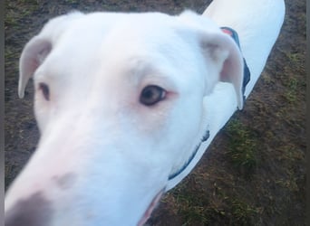 Herdenschutzhund-Dalmatiner-Mix Aphrodita (1,5 J.) für hundeerfahrenes, liebevolles Zuhause & Garten