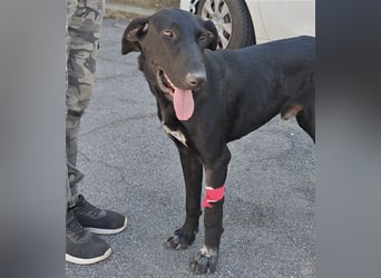 Doni ein eleganter Jäger