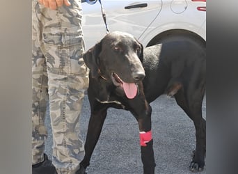 Doni ein eleganter Jäger