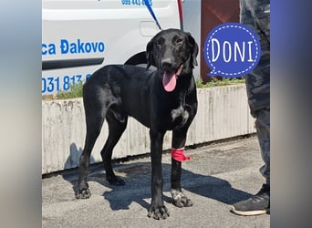 Doni ein eleganter Jäger