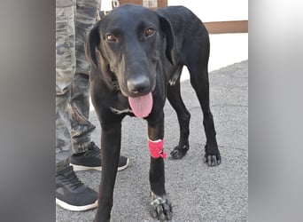 Doni ein eleganter Jäger