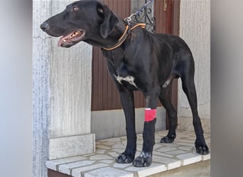 Doni ein eleganter Jäger