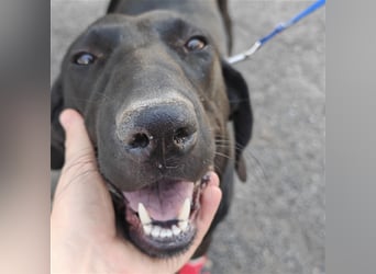 Doni ein eleganter Jäger