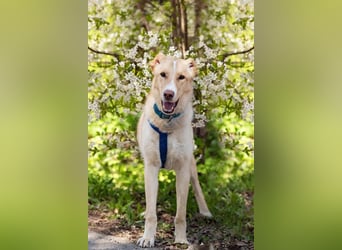 Hübscher Altaj sucht seine Familie