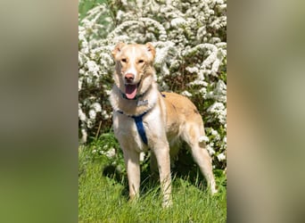 Hübscher Altaj sucht seine Menschen