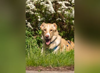 Hübscher Altaj sucht seine Familie