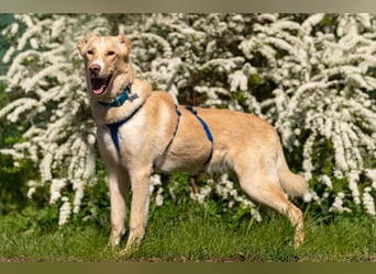 Hübscher Altaj sucht seine Familie