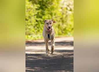 Hübscher Altaj sucht seine Familie