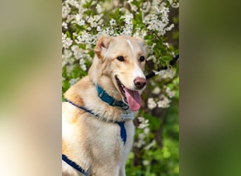 Hübscher Altaj sucht seine Menschen