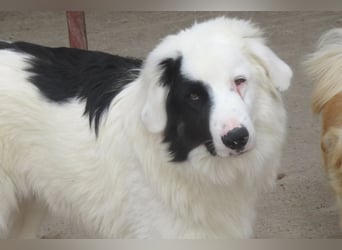 Oreo ist unsere Knutschkugel