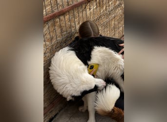 Oreo ist unsere Knutschkugel