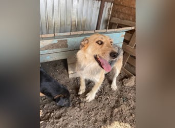 Sissi - ist ein Traum von Hund