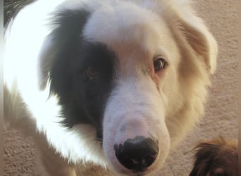 Oreo ist unsere Knutschkugel