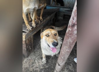 Sissi - ist ein Traum von Hund
