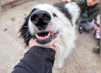 Oreo ist unsere Knutschkugel