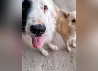 Oreo ist unsere Knutschkugel
