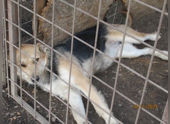 Sissi - ist ein Traum von Hund
