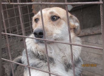 Sissi - ist ein Traum von Hund