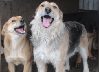 Sissi - ist ein Traum von Hund