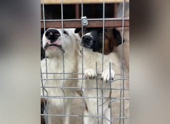 Oreo ist unsere Knutschkugel