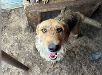 Sissi - ist ein Traum von Hund