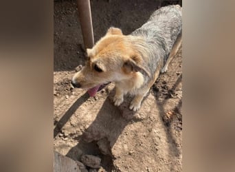 Sissi - ist ein Traum von Hund