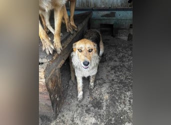 Sissi - ist ein Traum von Hund