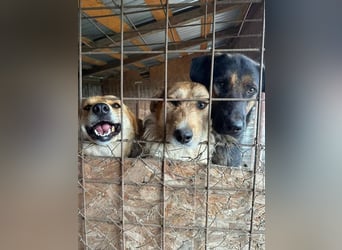Sissi - ist ein Traum von Hund