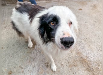 Oreo ist unsere Knutschkugel