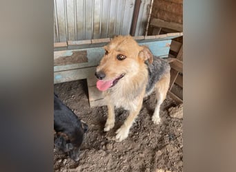 Sissi - ist ein Traum von Hund